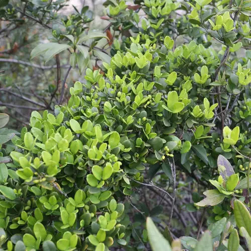Alyxia sinensis