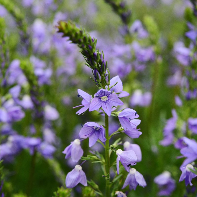 Why Won't My Large speedwell Bloom? Understanding Veronica austriaca Flowering Issues