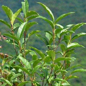 How to Grow and Care for Xylosma