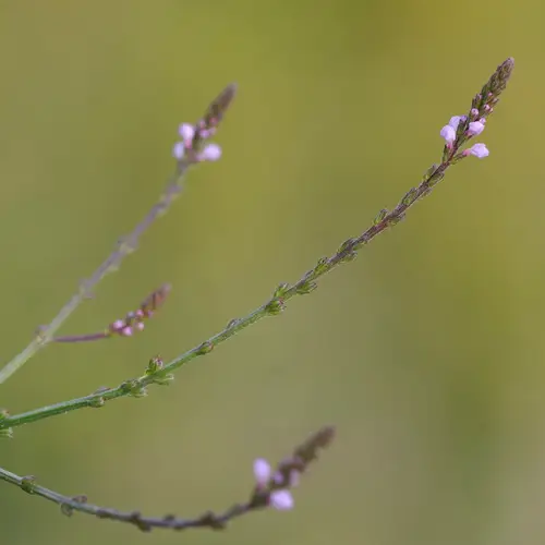 Verbena officinalis var. grandiflora 'Bampton'