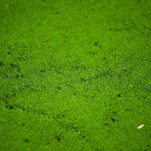 Wurzellose zwergwasserlinse (Wolffia arrhiza)