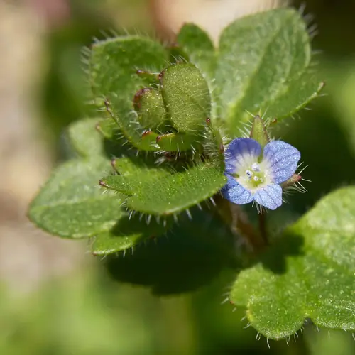 Ivy-leaved speedwell