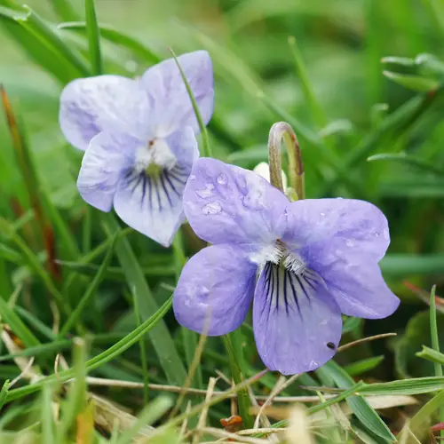 Viola Selvatica