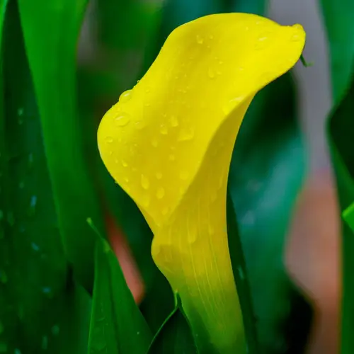 Golden calla lily