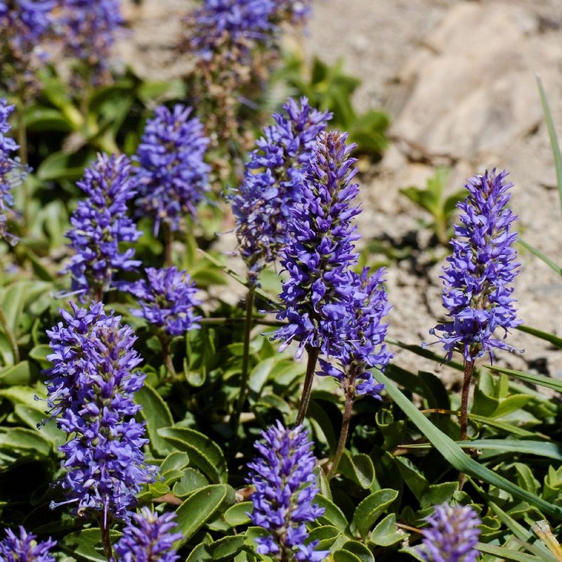 What Causes Problems in Alpine speedwell?