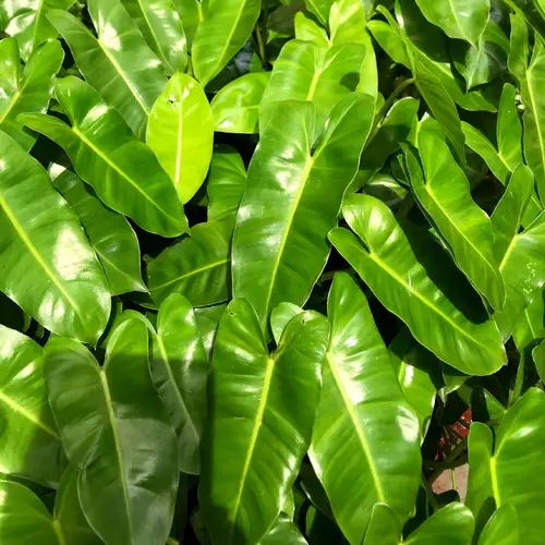 Spatenblatt-Philodendron