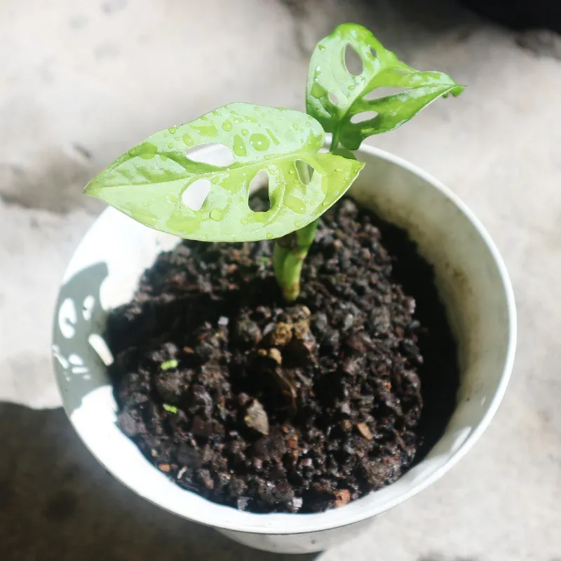 How Much Sunlight Does a Swiss cheese-plant Need?