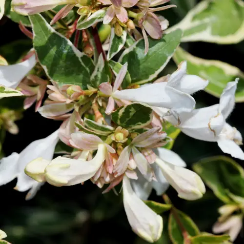 Abelia × grandiflora 'Radiance'