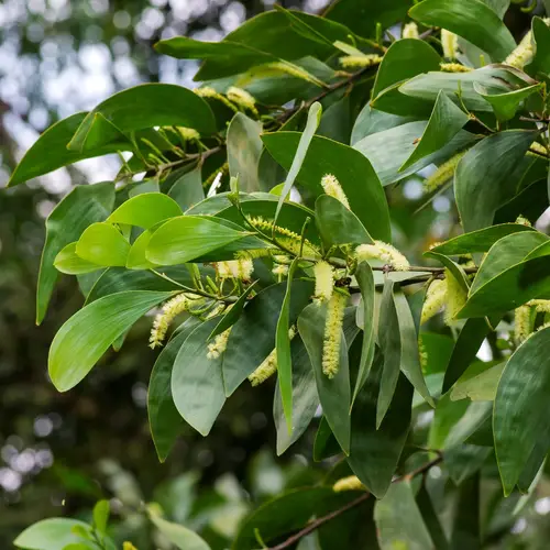 Acacia crassicarpa