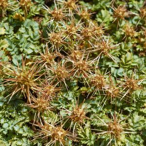 How to Grow and Care for Acaena