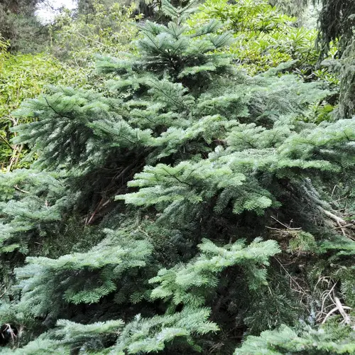 Pacific silver fir 'Spreading Star'