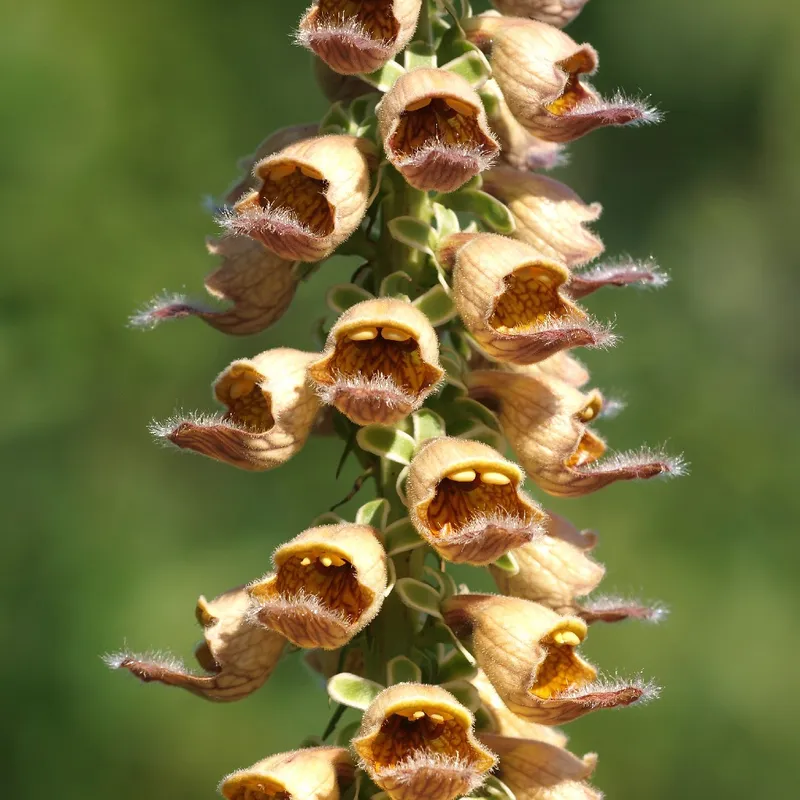 What Are the Common Problems with Rusty foxglove?