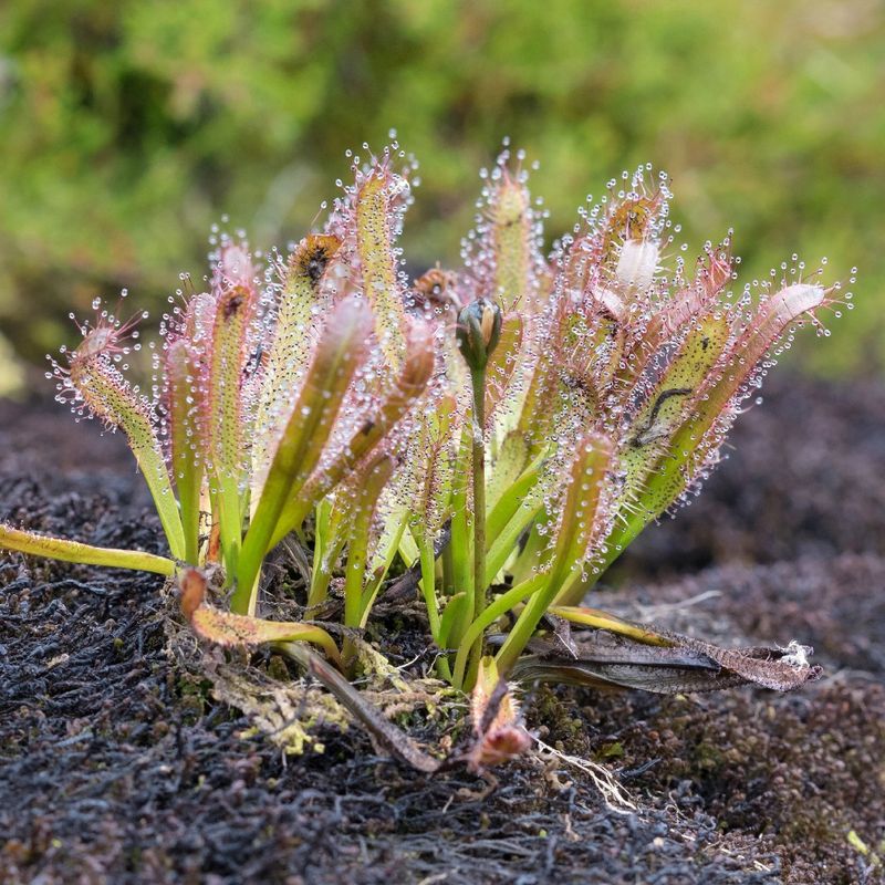 Exploring the Enchanting World of the Alpine Sundew Flower Language