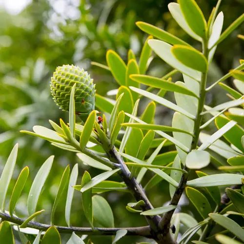How to Plant and Grow Kauri pine(Agathis australis)