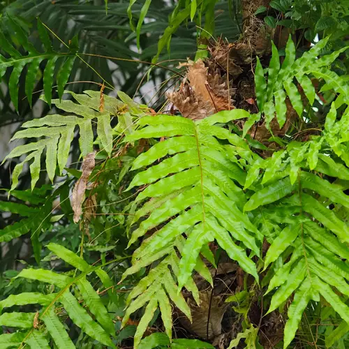 Aglaomorpha quercifolia