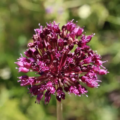Allium atroviolaceum