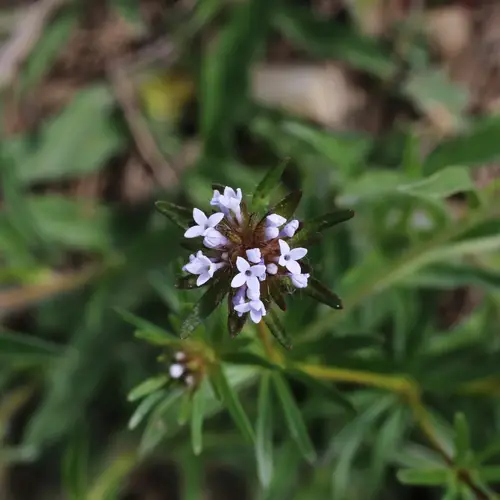 Rábula (Asperula arvensis) - PictureThis