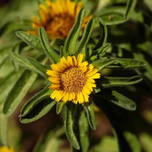 Sweet-scented oxeye