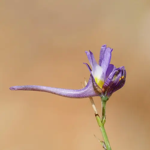 Violet larkspur