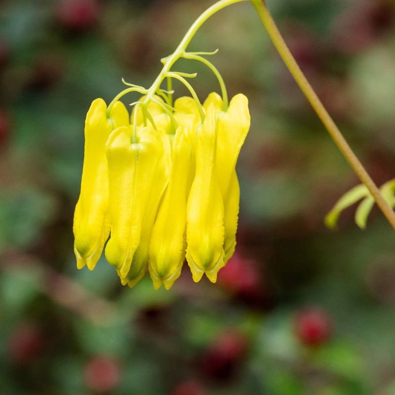 Is Yellow bleeding heart vine Poisonous