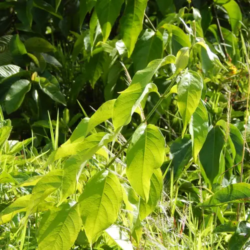 Banisteriopsis caapi - PictureThis