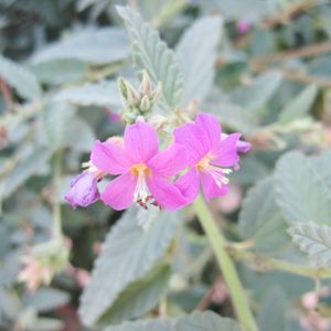 How to Grow and Care for Pyramid bush
