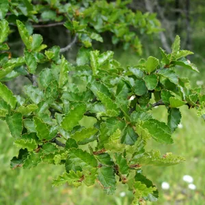 Antarctic beech (Nothofagus antarctica) - PictureThis