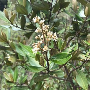 Miconia squamulosa (分類, 特徴, 分布, 画像)