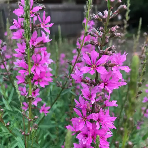 Lythrum virgatum - PictureThis