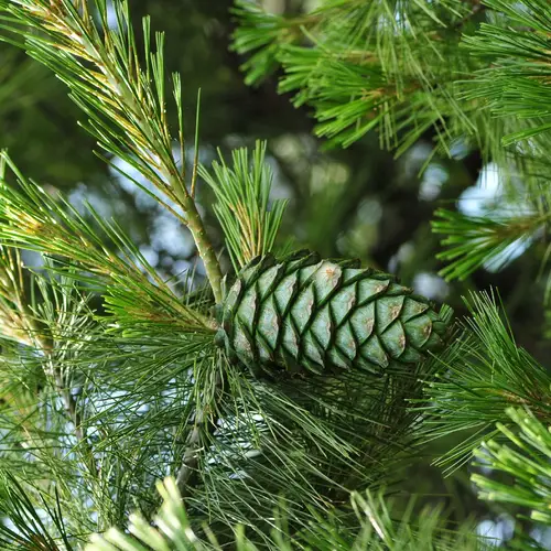 Armand's pine