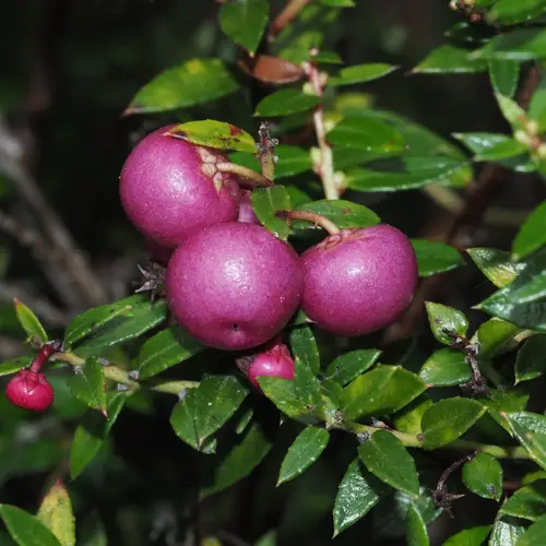 Chaura (Gaultheria mucronata) - PictureThis