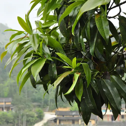 Magnolia yunnanensis