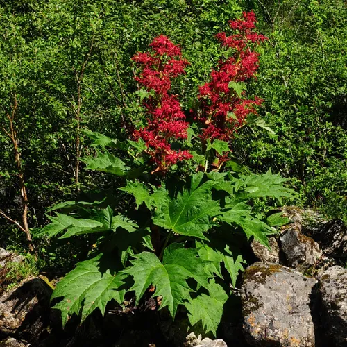 Chinese rhubarb (Rheum palmatum) - PictureThis