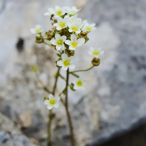White mountain saxifrage