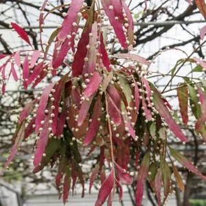 プセウドリプサリス・ラムローサ (Pseudorhipsalis ramulosa