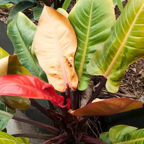 Philodendron impérial rouge