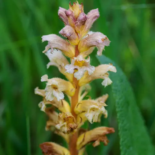 Orobanche rouge