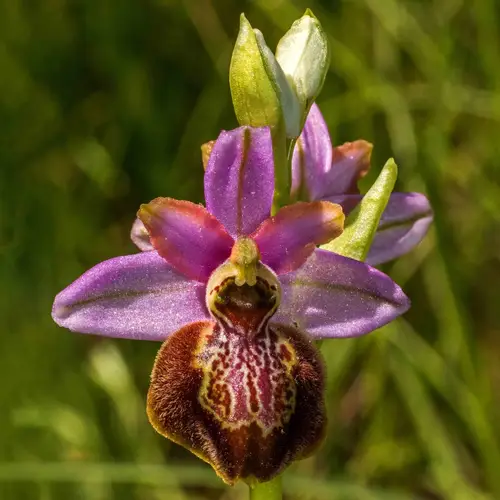 Ophrys sphegodes subsp. aveyronensis
