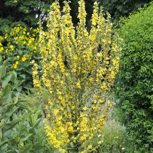 Olympic mullein