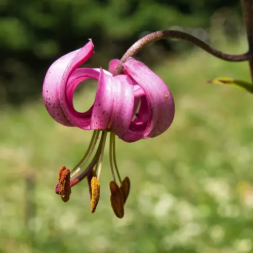 Common turk's cap lily
