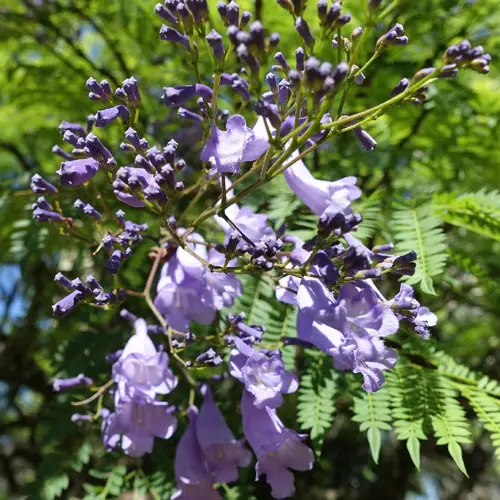 Purple fern tree
