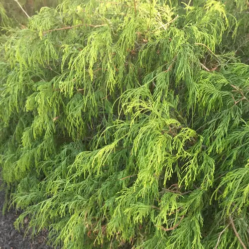 Cedro liso (Juniperus flaccida) - PictureThis