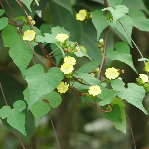 Ivy woodrose
