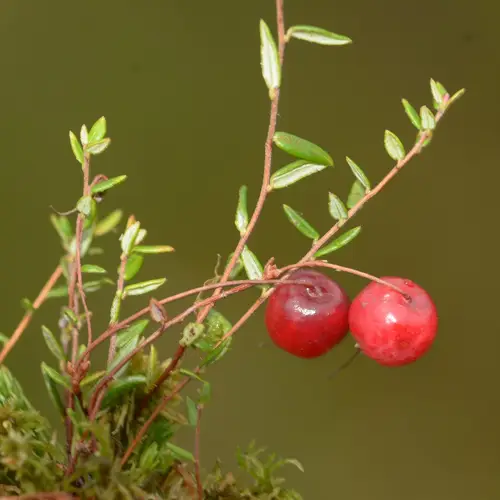 Small bog cranberry