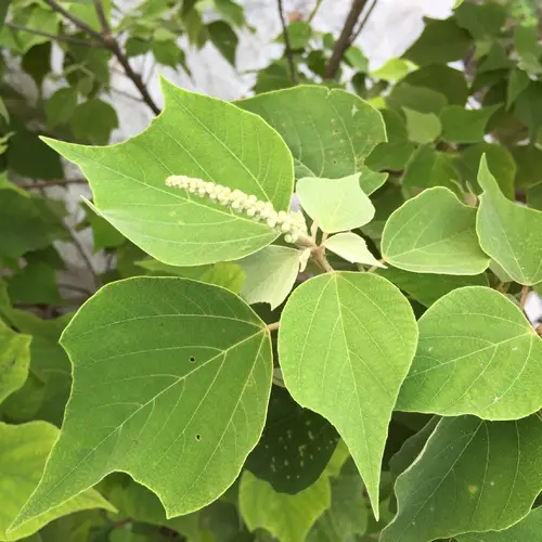 White-backed leaf