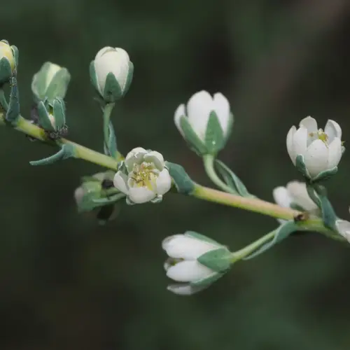 Myricaria laxiflora