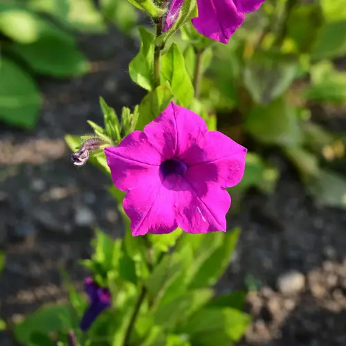 Violetflower petunia