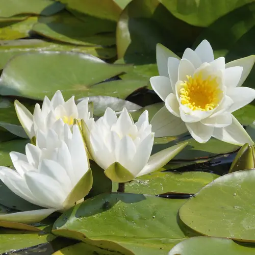 Dwarf white water lily