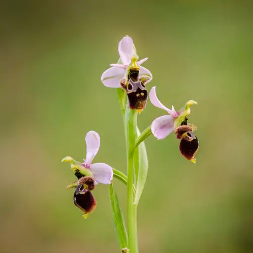 Woodcock bee-orchid