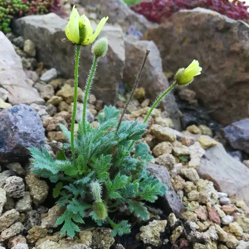 Arctic poppy (Papaver radicatum) Flower, Seeds, Uses - PictureThis